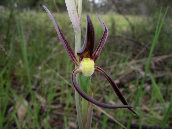 Lyperanthus suaveolens - Brown Beaks.jpg